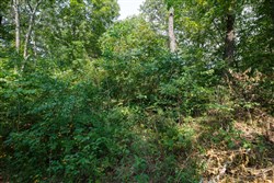 property photo for Springlake Plat 2 Tract 9, 0.21 acres for sale in Miller County, Missouri