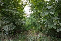 property photo for Springlake Plat 5 Tract 170, 0.15 acres for sale in Miller County, Missouri