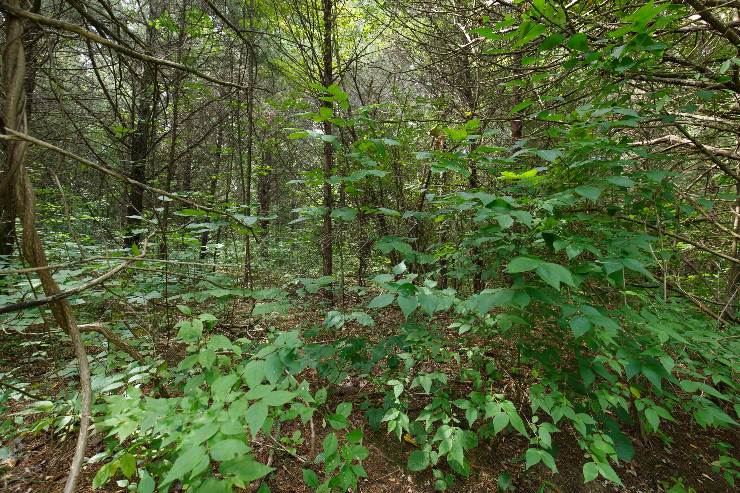 Tract 4 at Springlake in Miller County, Missouri